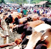 রাজধানীতে কোরবানির পশুর হাটে নিরাপত্তা জোরদার  