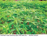 লালমনিরহাটে মাটির উর্বরতা  বাড়াচ্ছে ধৈঞ্চা  
