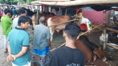 শেষ মুহূর্তে জমজমাট দেশের ৩৬০০ পশুর হাট