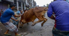 পাড়া-মহল্লায় চলছে পশু কোরবানি
