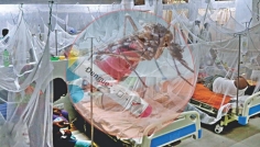 ডেঙ্গুতে একদিনে আক্রান্ত ২৬