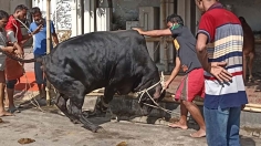 ঈদুল আজহার দ্বিতীয় দিনেও রাজধানীতে চলছে পশু কোরবানি