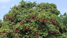 দিনাজপুরে ৭০০ কোটি টাকার লিচুর বাজার