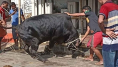 দেশে এবার ৯১ লাখেরও বেশি পশু কোরবানি