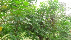 লালমনিরহাটে ব্লক পদ্ধতিতে তুঁত চাষ