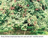 দিনাজপুরে ৭০০ কোটি টাকার লিচুর বাজার  