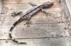 যশোরে তক্ষক ও মেছো বিড়াল উদ্ধার  
