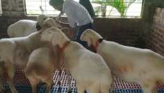 রংপুরে মরুভূমির দুম্বার খামার