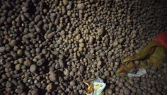 রংপুর অঞ্চলে সংরক্ষণ অভাবে পচে যাচ্ছে হাজার টন আলু