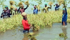 চলনবিলে আগাম বন্যায় তলিয়ে গেছে ২শ বিঘার বেশি জমির ধান