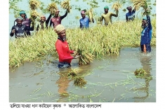 চলনবিলে দুই শতাধিক বিঘা জমির ধান ডুবে গেছে  
