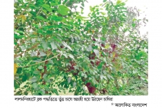 লালমনিরহাটে ব্লক পদ্ধতিতে তুঁত চাষ  