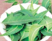 ডায়াবেটিস নিয়ন্ত্রণে ভেষজ  