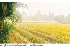 ঠাকুরগাঁওয়ে খরা ভেঙে স্বস্তির বৃষ্টি  