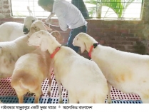রংপুর অঞ্চলে গড়ে উঠেছে দুম্বার খামার  
