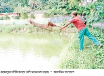 মেহেরপুরে দেশি মাছের বাণিজ্যিক চাষ বাড়ছে  