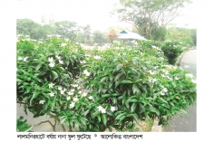 ফুলে ফুলে সেজেছে লালমনিরহাট পৌর শহর  