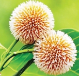 আজ আষাঢ়ের প্রথম দিন  