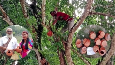 সরকারি অর্থে গাছে গাছে পাখির বাসা তৈরি