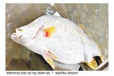 ২৩ কেজির কোরাল মাছ ২৪ হাজার টাকায় বিক্রি  