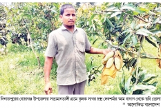 বোচাগঞ্জে ব্যানানা জাতের আম চাষে সাফল্য  