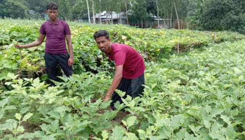 সিরাজগঞ্জে সবজি চাষে বাম্পার ফলন