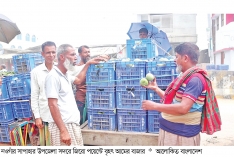 নওগাঁয় ৫২ কেজিতে আমের মণ  