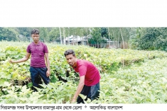 সিরাজগঞ্জে সবজি চাষে বাম্পার ফলন সচ্ছলতা ফিরেছে কৃষকের  