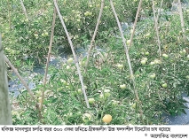 মাধবপুরে গ্রীষ্মকালীন টমেটোর বাম্পার ফলন  