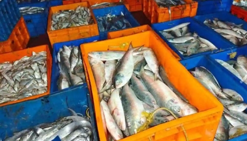 ধরা পড়া ভারতীয় জেলেদের মাছ বিক্রি করলো বাংলাদেশ