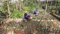 লালমনিরহাটে নার্সারি বাগান করে স্বাবলম্বী তরুণ উদ্যোক্তারা