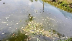 লালমনিরহাটে মাছের সঙ্গে এ কেমন শত্রুতা!