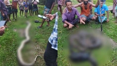 বড়লেখায় ছাগল খেয়ে ফেলায় অজগর হত্যা, তদন্তে বন বিভাগ