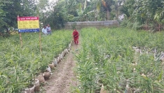 আখাউড়ায় বস্তায় আদা চাষে সফলতা দেখছেন বিল্লাল