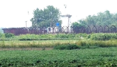 মেহেরপুর সীমান্ত থেকে বাংলাদেশিকে ধরে নিয়ে গেল বিএসএফ