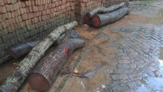 রাজবাড়ীতে সরকারি রাস্তা থেকে গাছ কেটে নেওয়ার অভিযোগ