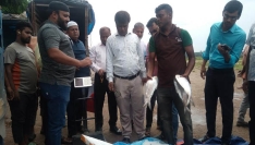 আখাউড়া স্থলবন্দর হয়ে ভারতে গেল ১২০০ কেজি ইলিশ