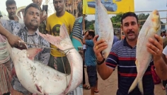 এক পাঙাস ৬৩ হাজার, দুই ইলিশ সাড়ে ১৭ হাজারে বিক্রি