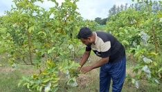 ফেনীতে পতিত জমিতে বাড়ছে পেয়ারা চাষ