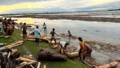 কালজানি নদীতে ভেসে আসছে হাজার হাজার গাছের গুড়ি