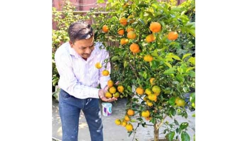 বীরগঞ্জে ঘরের ছাদে কমলার বাম্পার ফলন