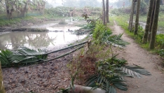 পূর্বধলায় জমি নিয়ে বিরোধে প্রতিপক্ষের গাছ কাটার অভিযোগ