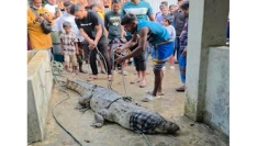 মানিকগঞ্জে ৩ মাস আতঙ্কের পর ধরা পড়ল কুমির
