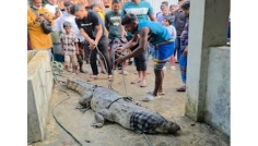 মানিকগঞ্জে ৩ মাস আতঙ্কের পর ধরা পড়ল কুমির