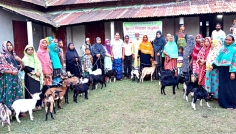 দিনাজপুরে বিনামূল্যে উপকারভোগীদের মাঝে ছাগল বিতরণ