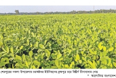 নকলার চরাঞ্চলে বাড়ছে চীনাবাদামের আবাদ  