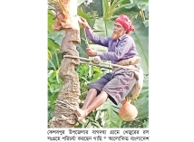 খেজুরের রস সংগ্রহে শেষ প্রস্তুতি  