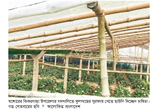 ফুলের রাজ্য গদখালিতে বেড়েছে ব্যস্ততা  