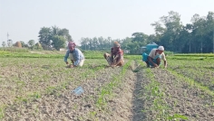 তাড়াইলে শীতকালীন সবজির পরিচর্যায় ব্যস্ত কৃষক