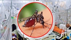 ডেঙ্গুতে আরও ৫ জনের মৃত্যু, হাসপাতালে ১১৩৯